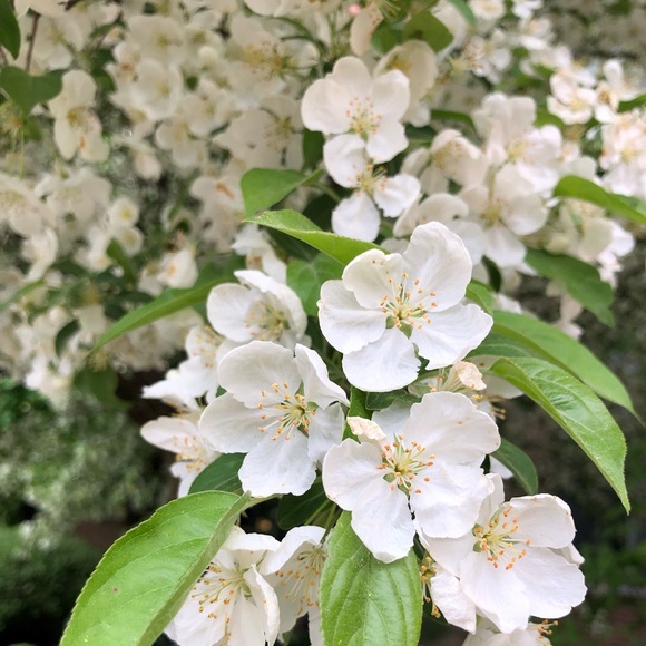 Meet your Posher, Heather - Picture 1 of 1